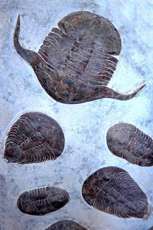 Fossils