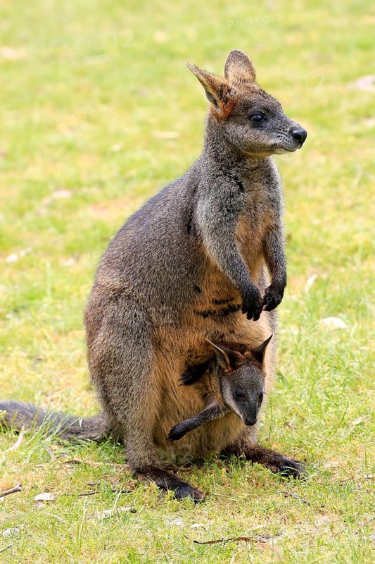Swamp Wallaby