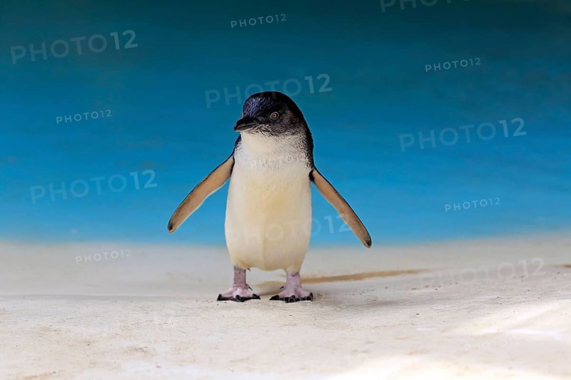 Little penguin