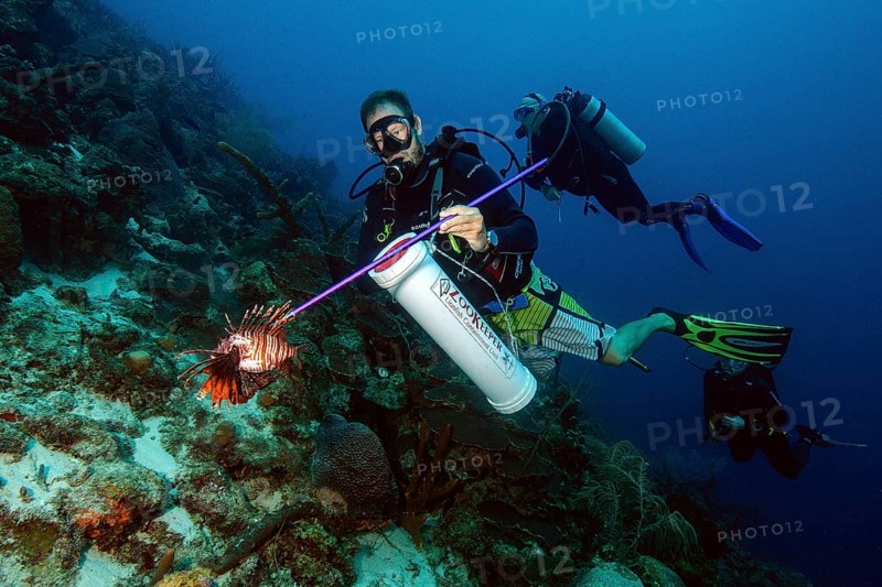 Diver licensed to hunt underwater takes invasive native fish species threatening common lionfish