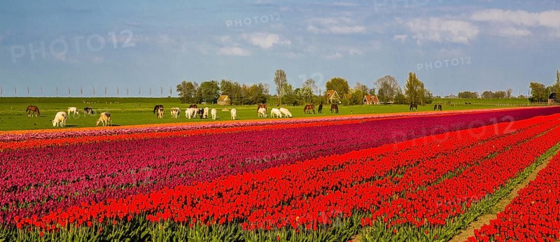 Flowering tulip fields