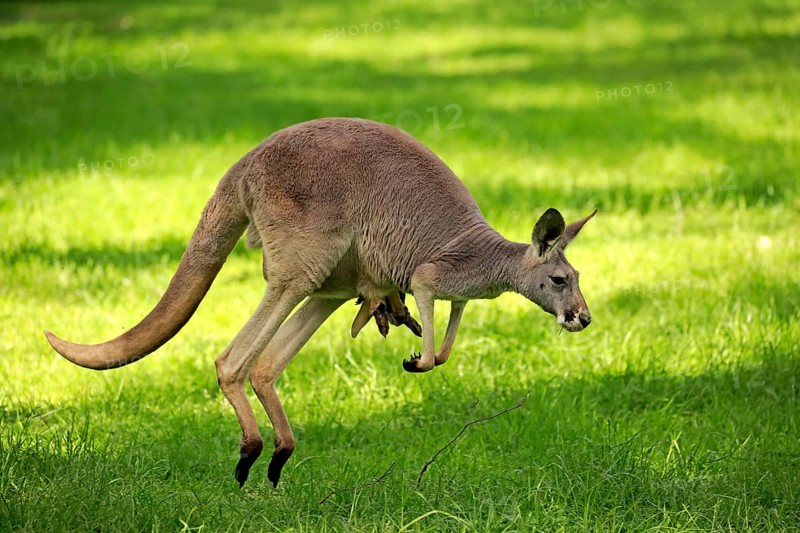 Red kangaroo