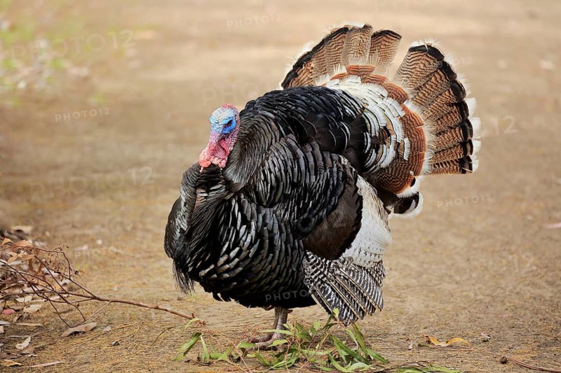 Wild Turkey