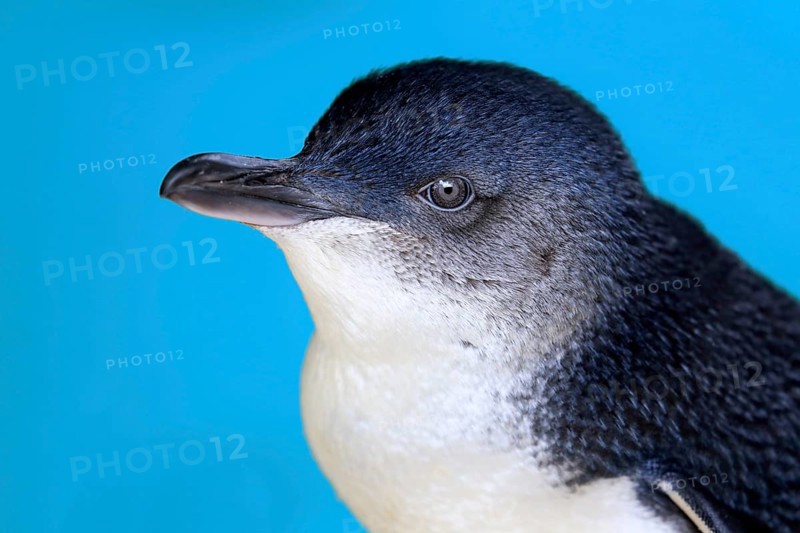 Little penguin