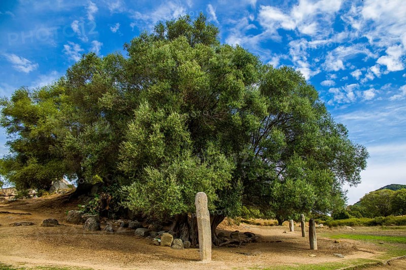 Menhir statues in the plain in front of a 1200 year old olive tree