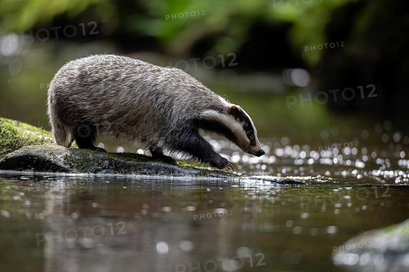 European badger
