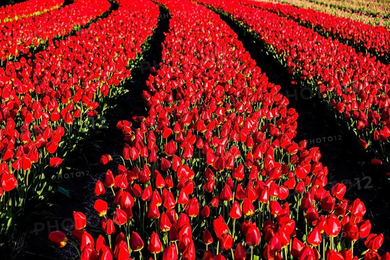 Flowering tulip fields
