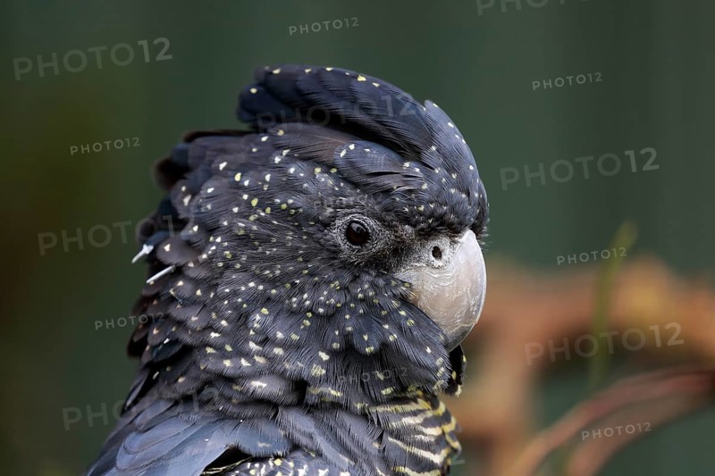 Red-Tailed Black Cockatoo