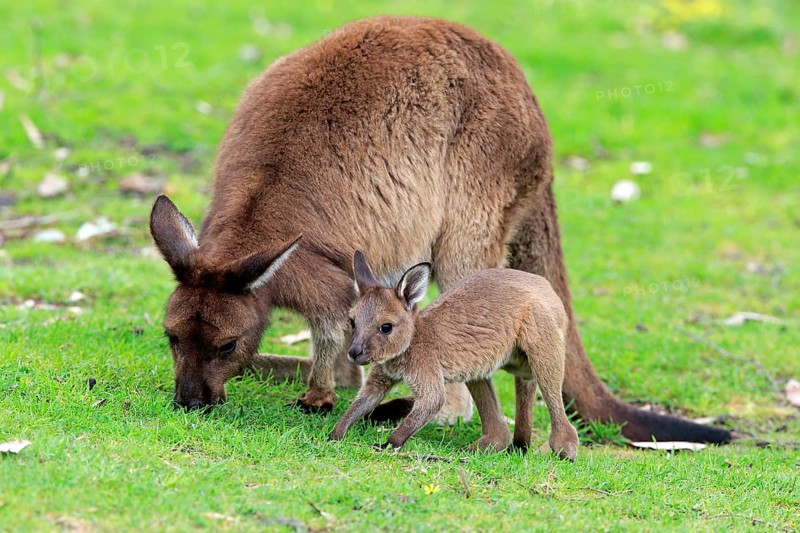 Kangaroo Island Kangaroo
