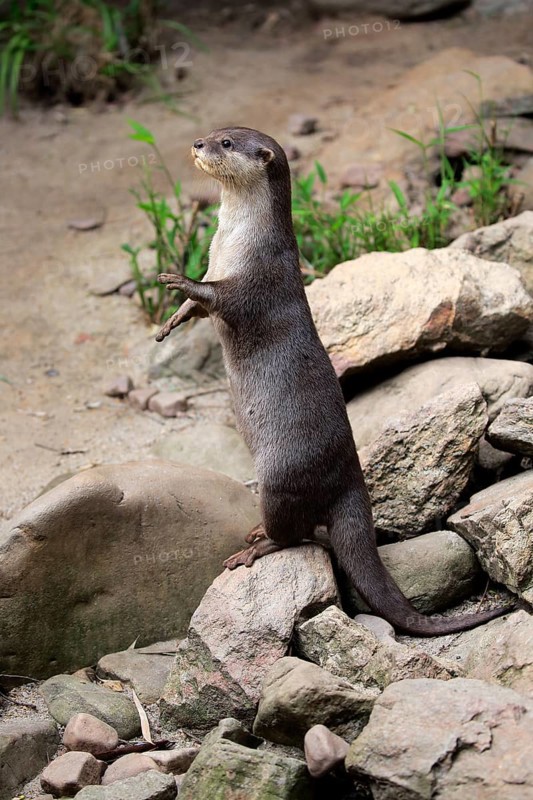 Oriental small clawed Otter