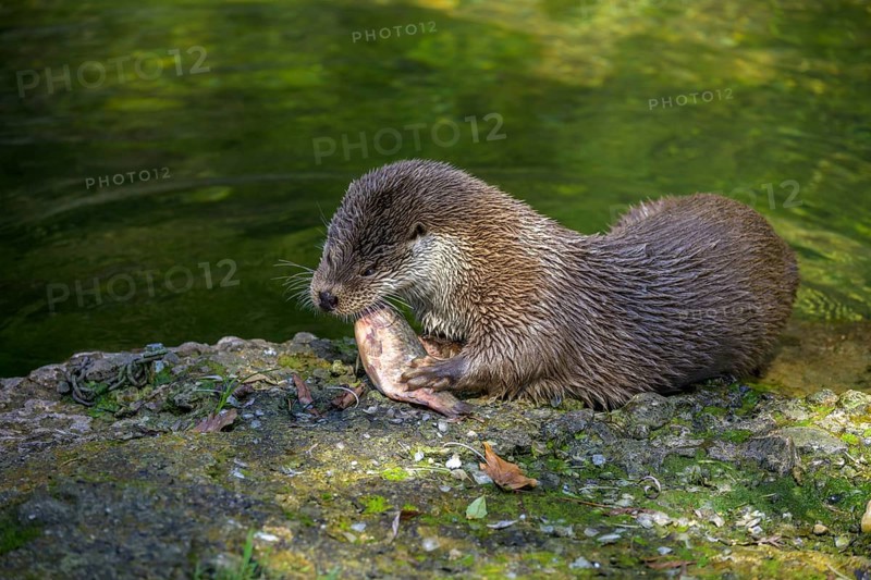 European otter
