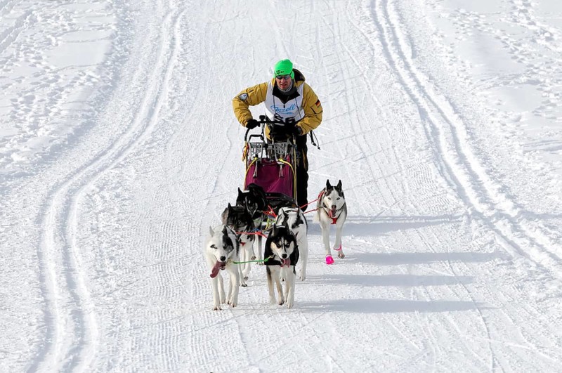 Musher with sled dog team