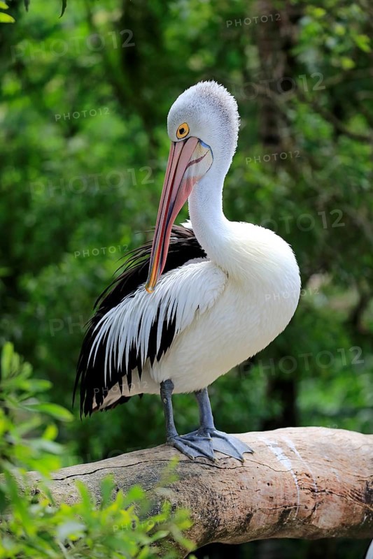 Australian Pelican
