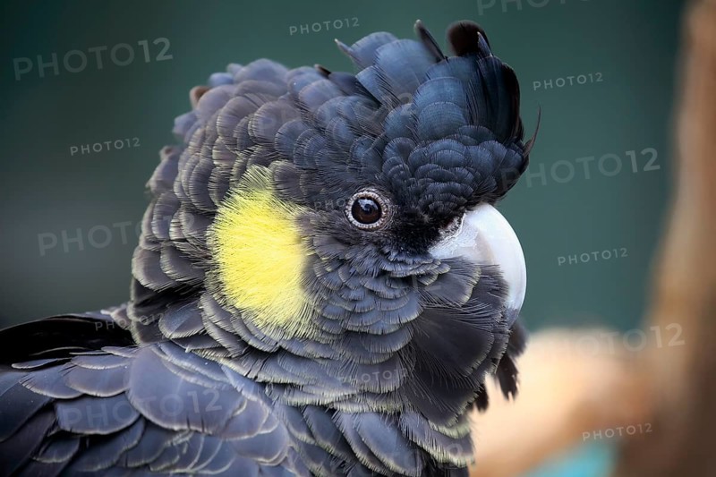 Yellow-tailed black cockatoo