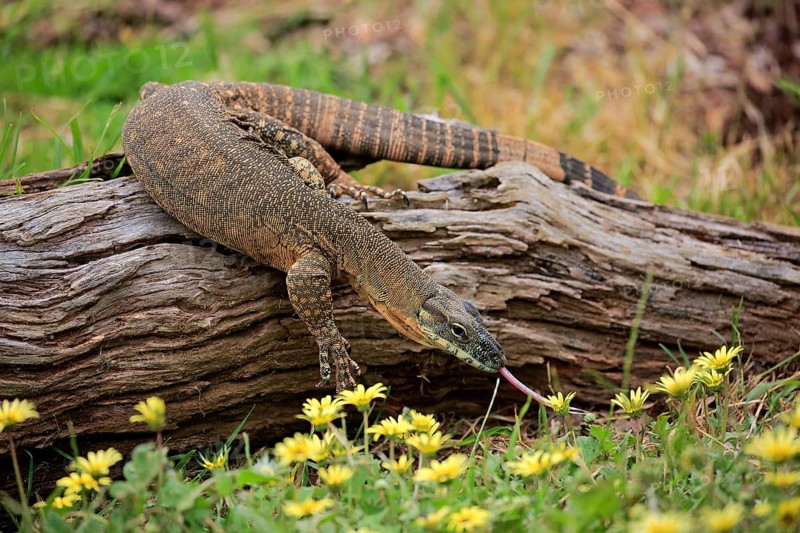 Rosenberg's Monitor