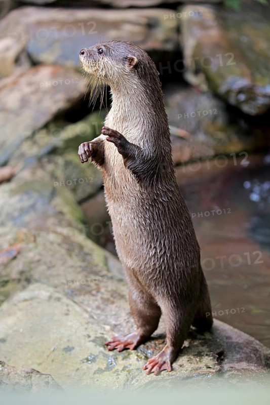 Oriental small clawed Otter