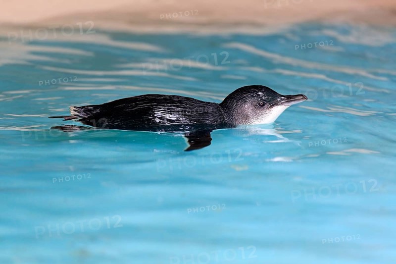 Little penguin