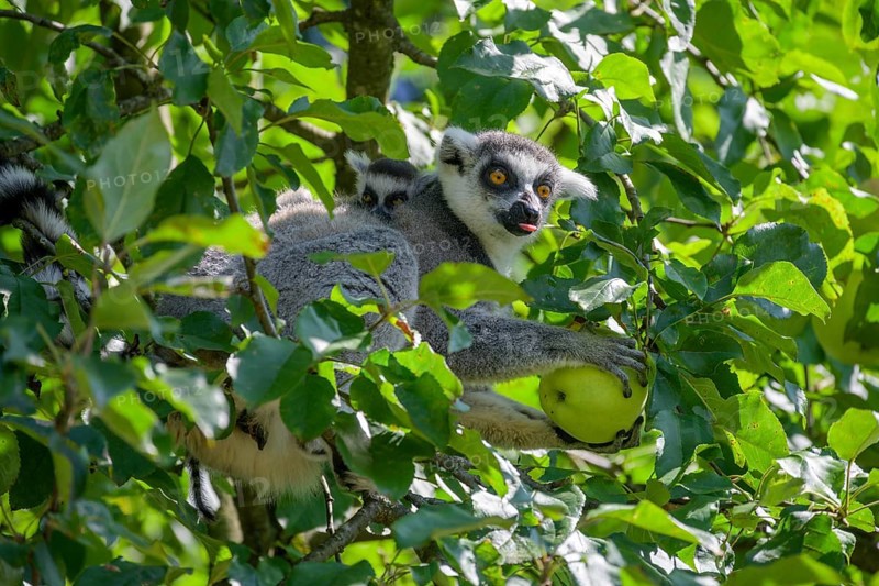 Ring-tailed lemur