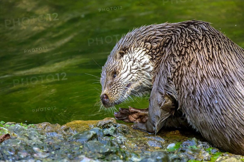 European otter