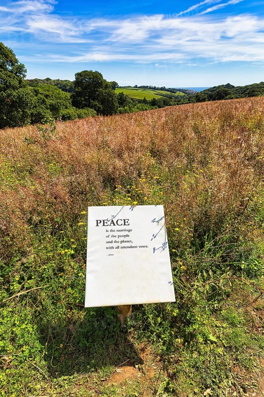 Text panel with the caption Peace in a Meadow