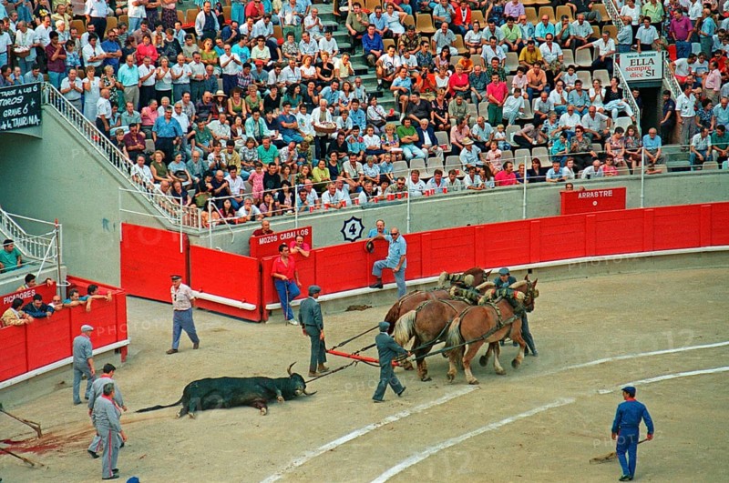 Killed bull being pulled out of the arena