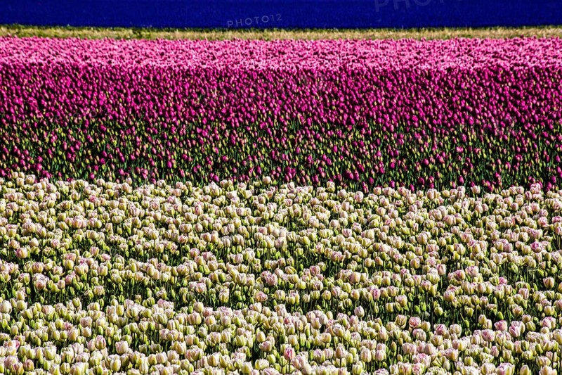 Flowering tulip fields