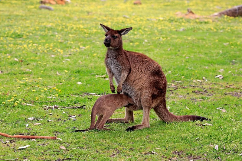Kangaroo island kangaroo