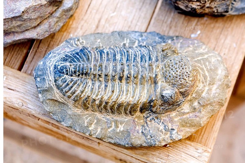Fossils