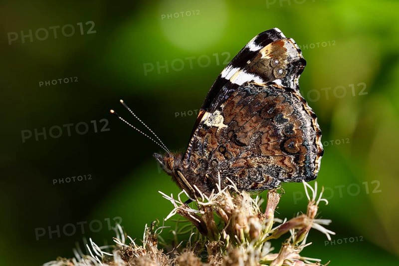 Red admiral