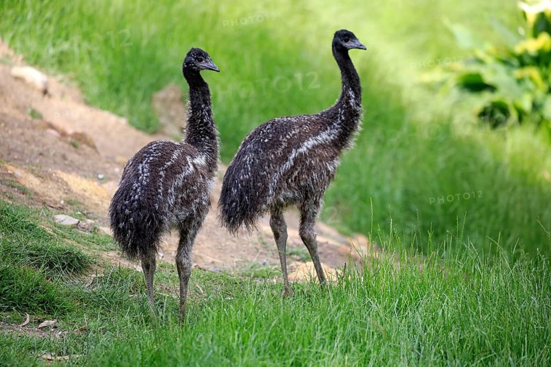 Emu