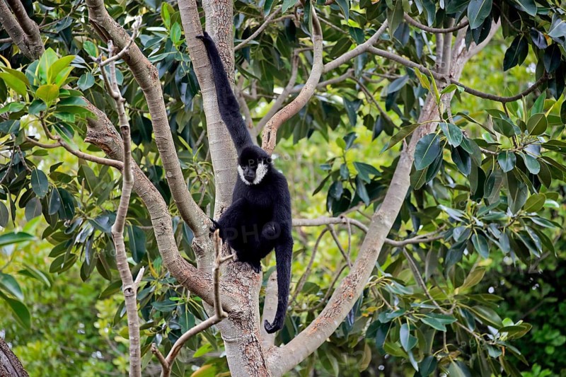 Northern white-cheeked gibbon