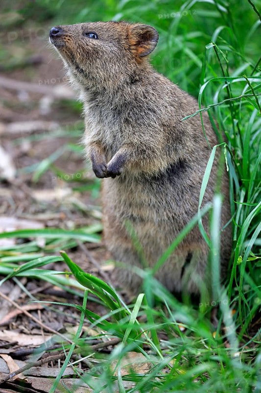 Quokka