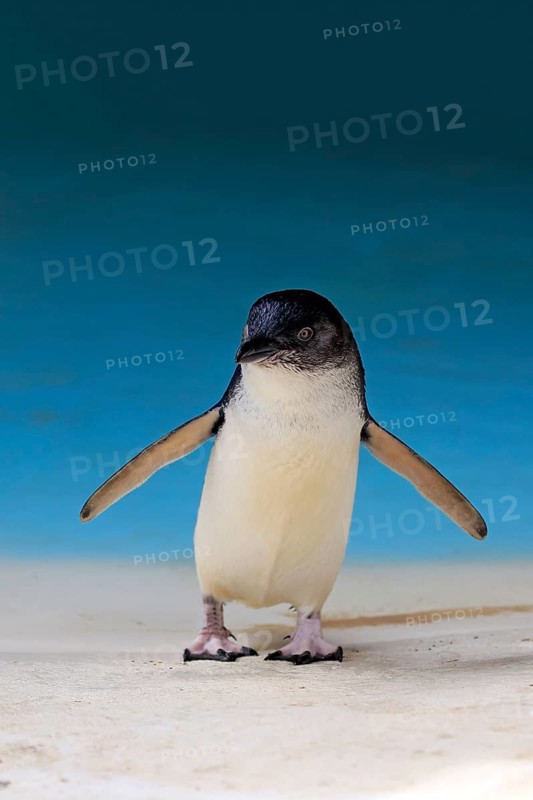 Little penguin