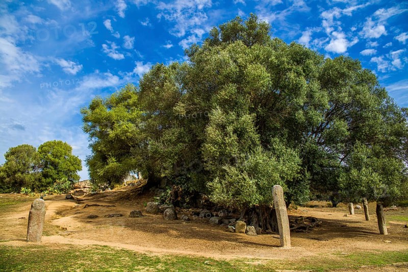 Menhir statues in the plain in front of a 1200 year old olive tree