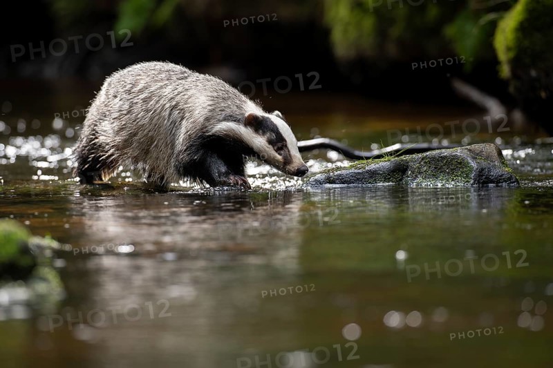 European badger