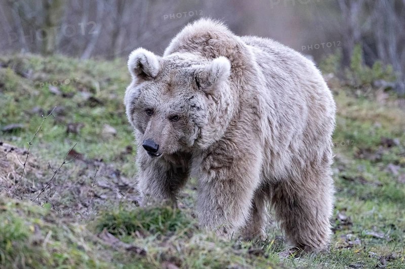 Syrian brown bear