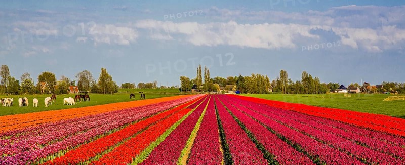 Flowering tulip fields