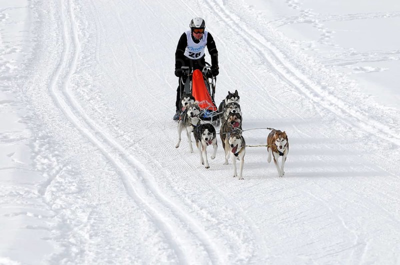 Musher with sled dog team