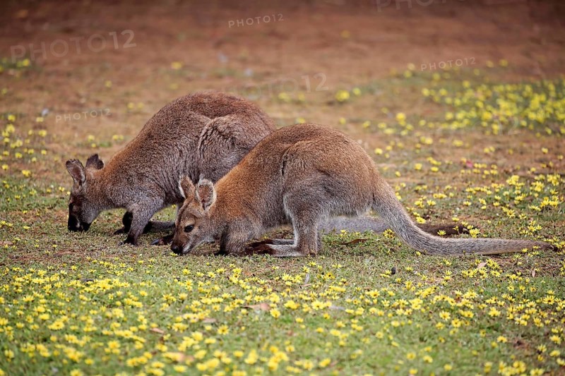 Bennett Wallaby