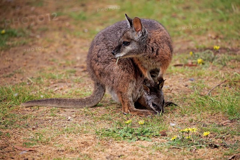 Tammar Wallaby