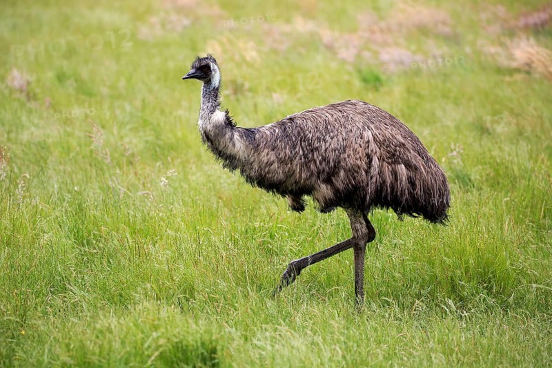 Emu