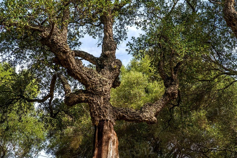 Cork oak in the archaeological site of Filitosa