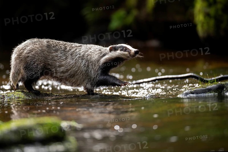 European badger