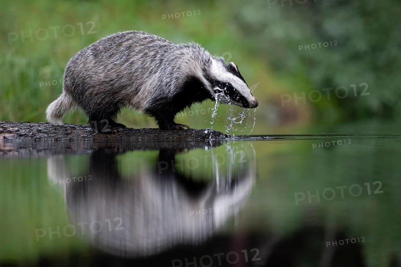 European badger