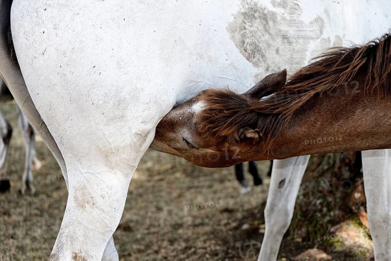 Arabian chestnut filly suckling