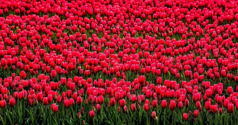 Flowering tulip fields