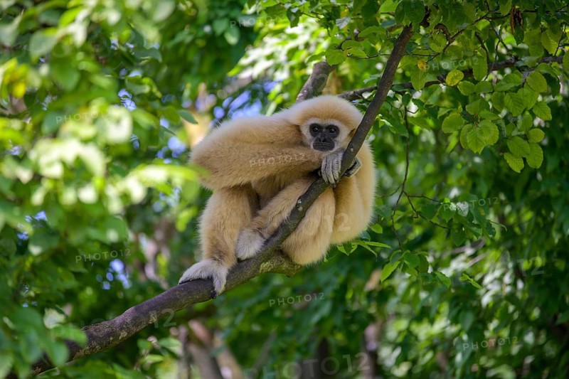 White-handed gibbon