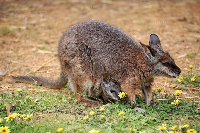 Tammar Wallaby