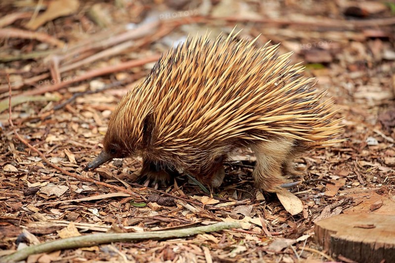 Short-billed Echidna
