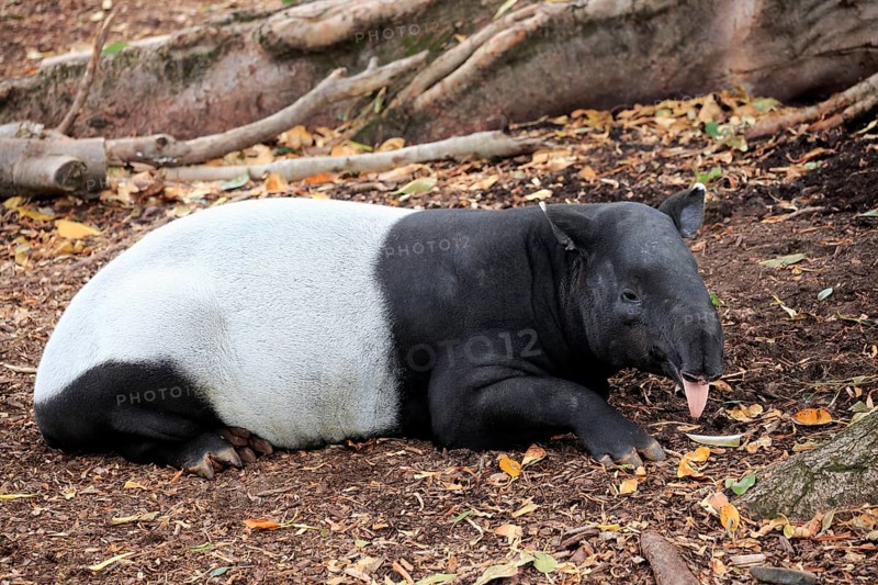 Malayan tapir
